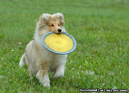 Langhaarcollie Hunde Foto 23639 in höherer Auflösung ansehen Langhaarcollie Franzi