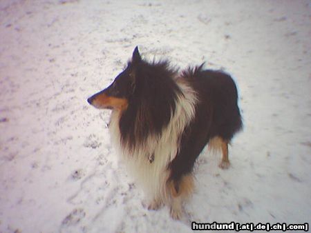 Langhaarcollie Hunde Foto 9058 Langhaarcollie