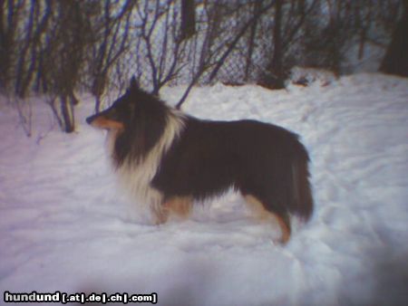 Langhaarcollie Hunde Foto 9057 Langhaarcollie