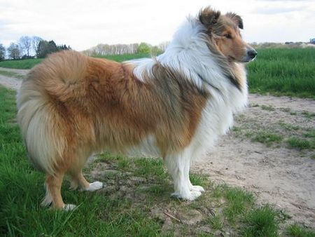 Langhaarcollie Hunde Foto 38369 in höherer Auflösung ansehen Langhaarcollie An ihrem 1. Geburtstag