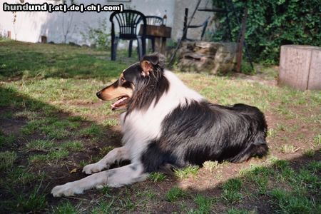 Langhaarcollie Hunde Foto 22991 in höherer Auflösung ansehen Langhaarcollie Sandro im Garten