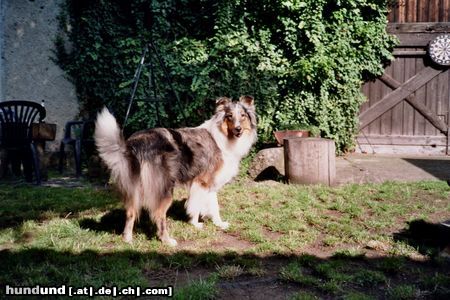 Langhaarcollie Hunde Foto 22977 in höherer Auflösung ansehen Langhaarcollie Maya im Garten