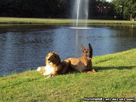 Langhaarcollie Rufname Bessy, amerik. line Collie