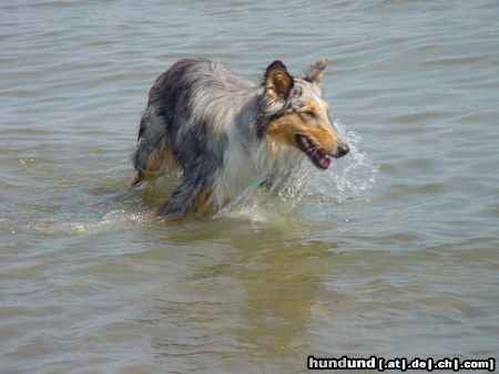 Langhaarcollie Hunde Foto 26163 in höherer Auflösung ansehen Langhaarcollie Maja