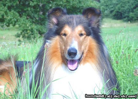 Langhaarcollie amerikanischer Collie ( Lando / Kavik vom Ohmtalteufel ) www.landos-collie-seiten.de