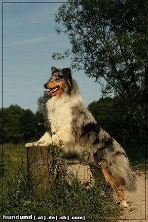 Langhaarcollie Mia (Ambreen vom Meinberger Moor) ... die kleine Poserin :)