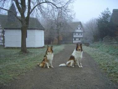 Langhaarcollie Holly & Ikarus im Nebel 