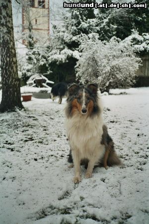 Langhaarcollie Hunde Foto 22857 in höherer Auflösung ansehen Langhaarcollie Mein Traumhund