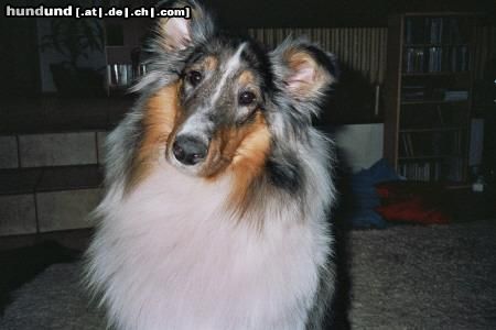 Langhaarcollie Hunde Foto 22856 in höherer Auflösung ansehen Langhaarcollie Maya ist einfach nur ein toller Hund