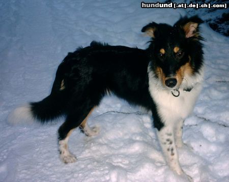 Langhaarcollie 5 monate-rüde