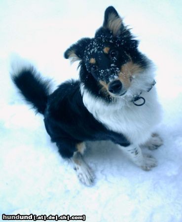 Langhaarcollie