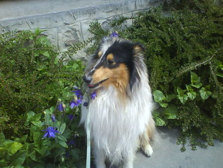 Langhaarcollie Hunde Foto 43253 Langhaarcollie nochmal mein kimba