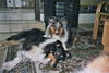 Langhaarcollie Hund