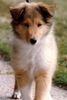 Langhaarcollie Hund