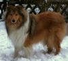 Langhaarcollie Foto: Deutscher Jugend Champion Rosegarden Pure Magic (ID 13612) Langhaarcollie Hund