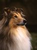 Langhaarcollie Foto: Collie Rüde goldsable auf einem Hundeplatz (ID 8164) Langhaarcollie Hund
