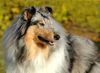 Langhaarcollie Hund