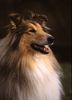 Langhaarcollie Foto: Collie Rüde goldsable auf einem Hundeplatz (ID 8165) Langhaarcollie Hund