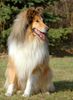 Langhaarcollie Hund