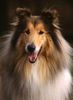 Langhaarcollie Foto: Collie Rüde goldsable auf einem Hundeplatz (ID 8166) Langhaarcollie Hund
