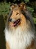 Langhaarcollie Hund
