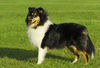 Langhaarcollie Foto: Sunny (ID 34638) Langhaarcollie Hund