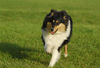 Langhaarcollie Foto: Sunny (ID 34639) Langhaarcollie Hund