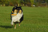 Langhaarcollie Foto: Sunny (ID 34640) Langhaarcollie Hund