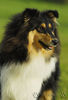 Langhaarcollie Foto: Sunny (ID 34641) Langhaarcollie Hund