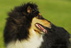 Langhaarcollie Foto: Sunny (ID 34642) Langhaarcollie Hund