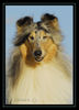 Langhaarcollie Foto: Lacy (ID 34631) Langhaarcollie Hund