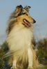 Langhaarcollie Foto: Sunny (ID 34643) Langhaarcollie Hund