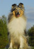 Langhaarcollie Foto: Lacy (ID 34629) Langhaarcollie Hund