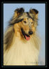 Langhaarcollie Foto: Lacy (ID 34632) Langhaarcollie Hund