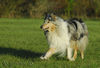 Langhaarcollie Foto: Sunny (ID 34645) Langhaarcollie Hund
