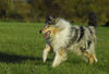 Langhaarcollie Foto: Sunny (ID 34646) Langhaarcollie Hund