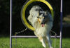 Langhaarcollie Foto: Sunny (ID 34647) Langhaarcollie Hund