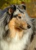 Langhaarcollie Hund