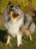 Langhaarcollie Hund
