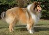 Langhaarcollie Hund