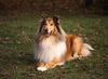 Langhaarcollie Foto: Collie Rüde goldsable auf einem Hundeplatz (ID 8167) Langhaarcollie Hund