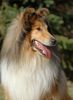 Langhaarcollie Foto: Sable Collierüde (ID 15704) Langhaarcollie Hund