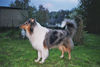 Langhaarcollie Hund