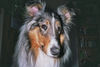 Langhaarcollie Hund
