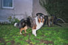 Langhaarcollie Hund