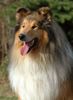 Langhaarcollie Foto: Sable Collierüde (ID 15706) Langhaarcollie Hund