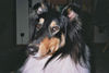 Langhaarcollie Hund