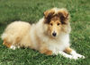 Langhaarcollie Foto: 4 Monate alte Colliehündin (ID 24586) Langhaarcollie Hund