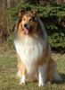 Langhaarcollie Foto: Sable Collierüde (ID 15707) Langhaarcollie Hund