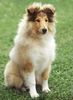 Langhaarcollie Foto: 4 Monate alte Colliehündin (ID 24587) Langhaarcollie Hund